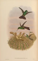 Hypuroptila melanorrhoa = Chalybura urochrysia